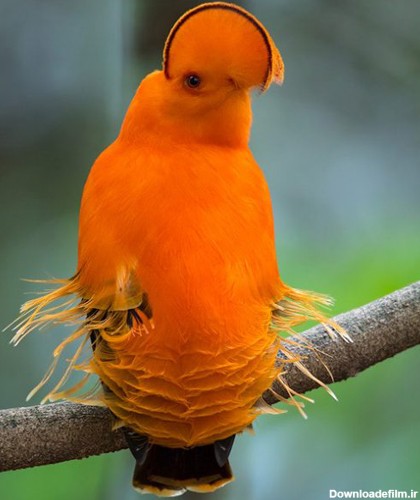 تصاویری از پرنده های زیبا و عجیب