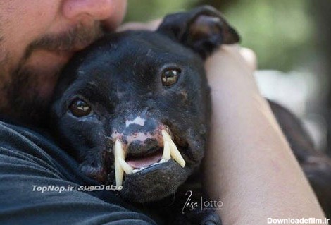 زشت ترین سگ دنیا (عکس)