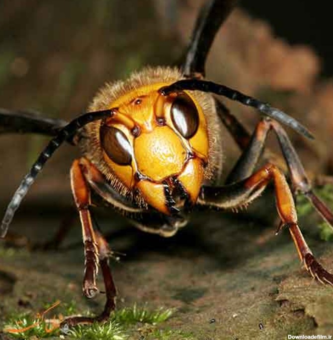 خطرناک ترین حشرات جهان که اصلا نباید نزدیکشان شوید!