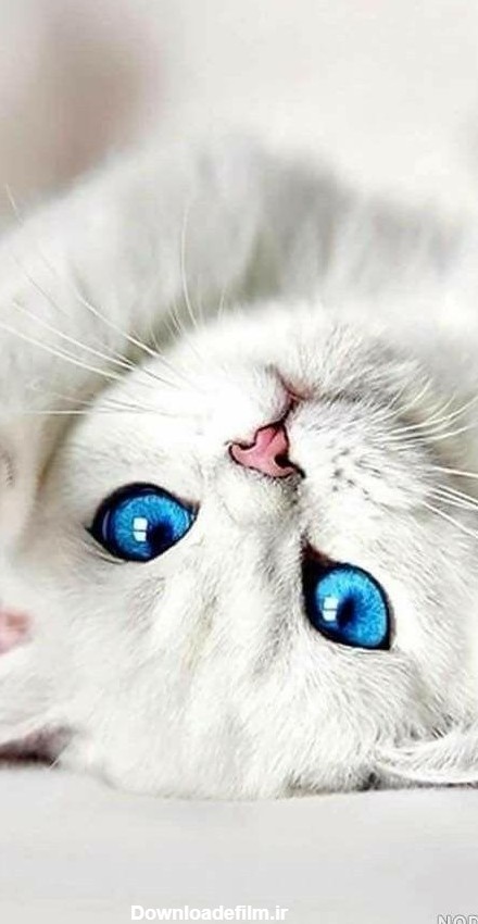 عکس گربه سفید چشم ابی