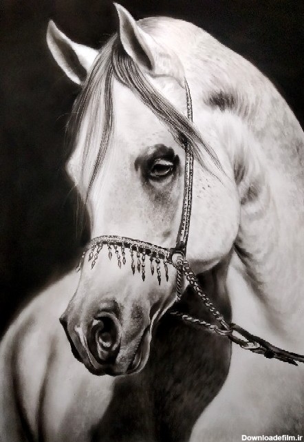 طراحی اسب سفید - گالری هنری