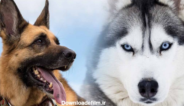 مقایسه سگ هاسکی و ژرمن | خصوصیات میکس ژرمن و هاسکی - دهکده حیوانات