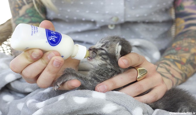 آموزش شیر دادن به بچه گربه - حیوانات خانگی ایران | پت شاپ
