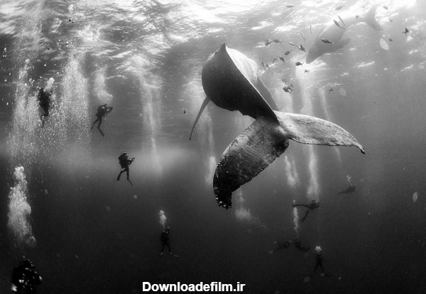 این تصاویر سیاه و سفید از دنیای زیر آب شگفت‌آور هستند | گجت نیوز