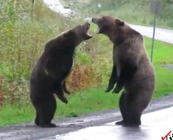 عکس دعوای شیر و خرس
