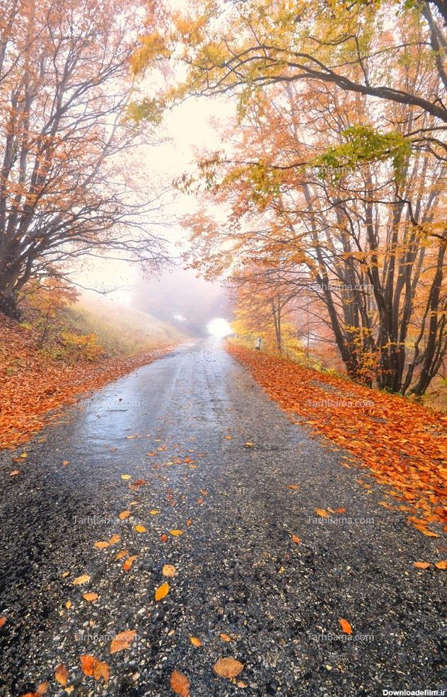 تصویر با کیفیت جاده بارانی در پاییز