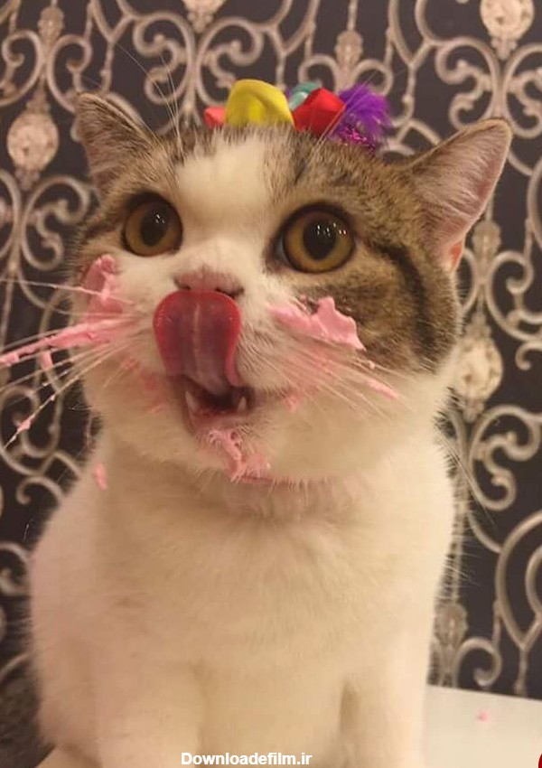 گربه ای که علاقه شدیدی به کیک دارد + تصاویر