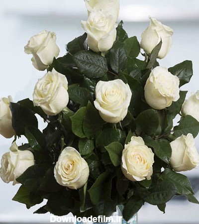 تصاویر پروفایلی گل های رز با بالاترین کیفیت برای دانلود | جدول یاب