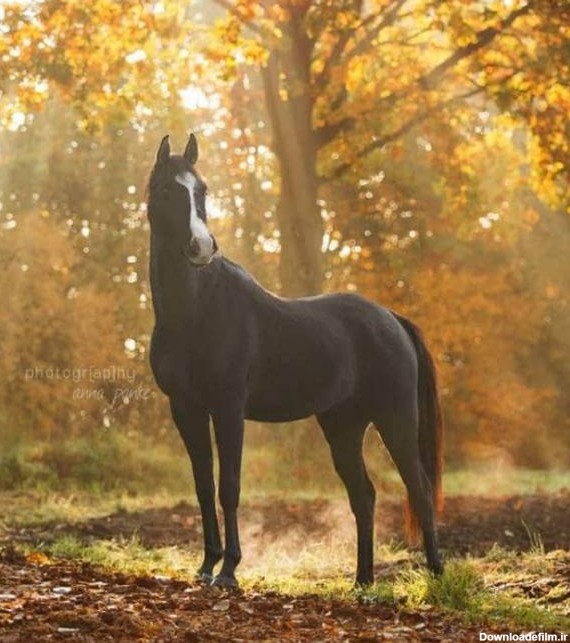 گران ترین اسب های دنیا را بشناسید + تصاویر