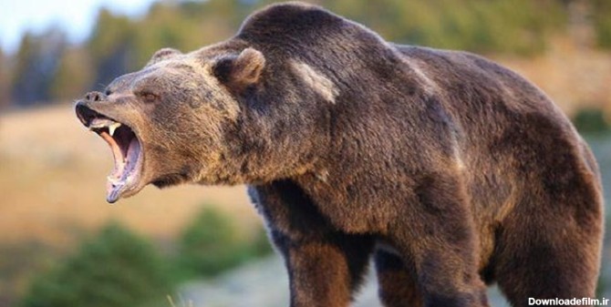 ماجرای حمله خرس وحشی به پیرمرد گیلانی+ عکس | خبرگزاری فارس