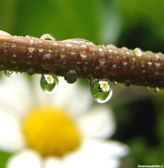 عکس/ تصویر گل در قطره آب