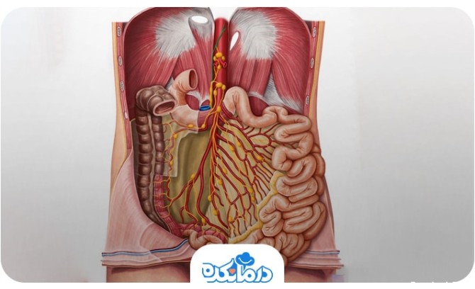تصویری از آناتومی شکم انسان و نشان دادن ارگان‌های داخلی آن. 