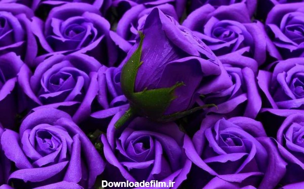 خرید گل رز بنفش زیبا با قیمت استثنایی - آراد برندینگ