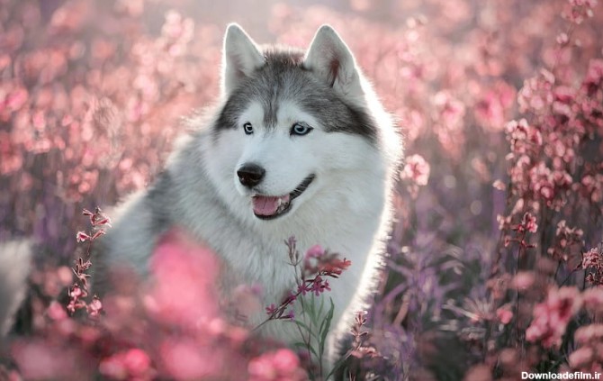 سگ هاسکی کوچک بزرگ خوشگل - آراد برندینگ