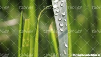 تصویر با کیفیت گیاه همراه با قطره شبنم و برگ گل