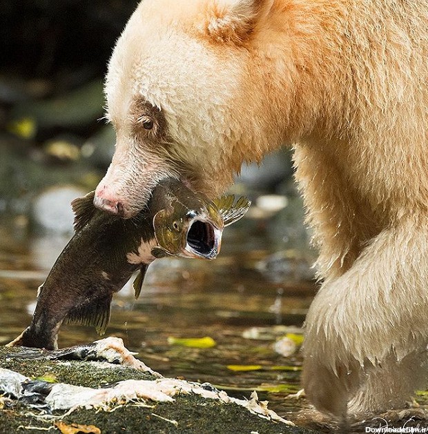 فریاد ماهی زیر دندان های خرس +عکس