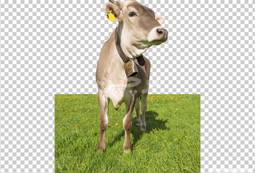 Borchin-ir-vertical-shot-cattle-grazing-grass-covered-meadow دانلود عکس گوساله در مزرعه و زنگوله در گردن آن۲