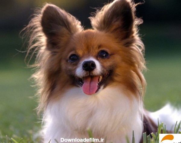 سگ نژاد پاپیلون (سگ پشمالوی کوچک با گوش های پروانه ای)-فارسی پت