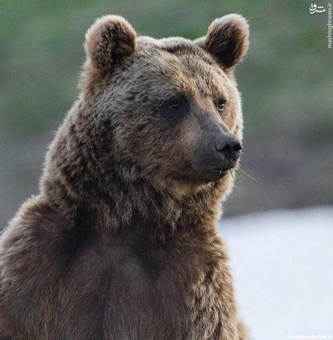 نگاه مظلومانه خرس قهوه‌ای+ عکس - مشرق نیوز