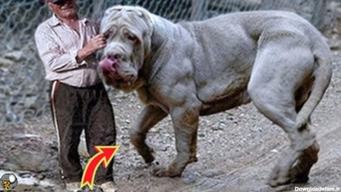 معرفی نژاد سگ بزرگترین غول پیکر ترین سگ دنیا - فیلو