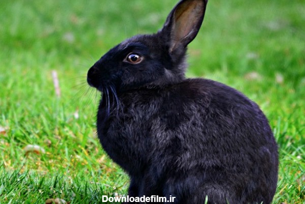 خرگوش سیاه دارای اضافه وزن نشسته روی چمن
