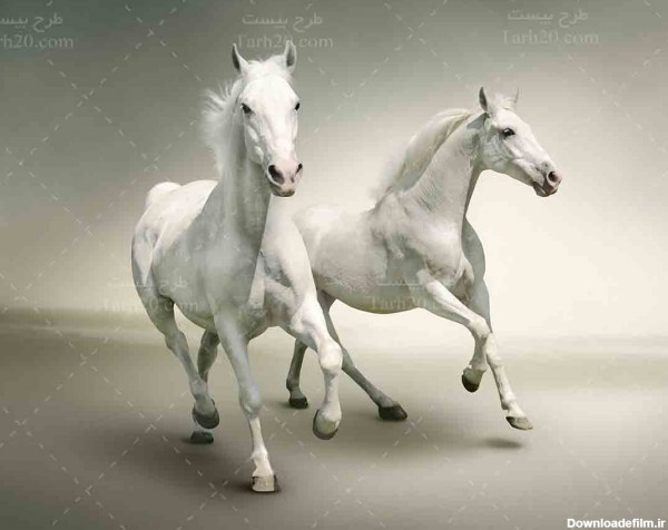 تصویر با کیفیت دو اسب سفید رنگ زیبا - طرح 20