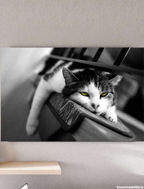 قیمت و خرید تابلو سیاه و سفید گربه خسته