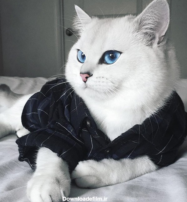 عکس گربه با زیباترین چشم‌های دنیا • مجله تصویر زندگی
