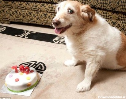 سگی‌ که 100 سال عمر کرد! (+عکس)