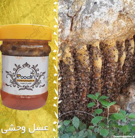 فروش اینترنتی عسل وحشی کوهی + خواص عسل زنبورهای وحشی