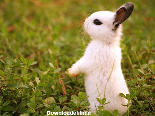 عکس زیبا برای خرگوش