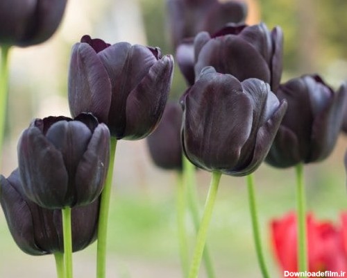 خرید اینترنتی پیاز گل لاله سیاه