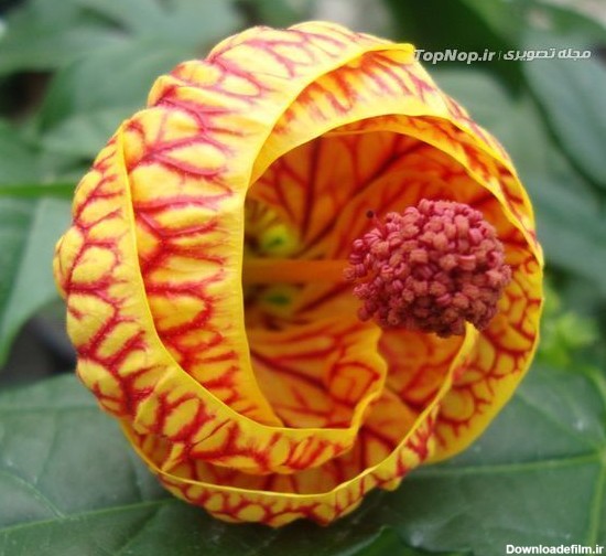 یکی از گل های کمیاب تقدیم به خاله پدیده - عکس ویسگون