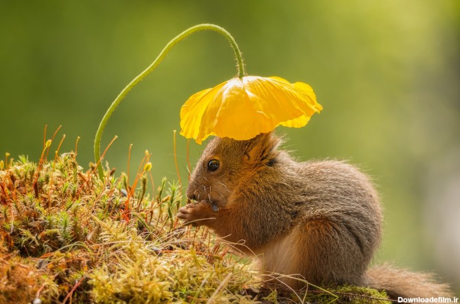 سنجاب کوچولو و خورد و خوراک زیر سایبان - همشهری آنلاین