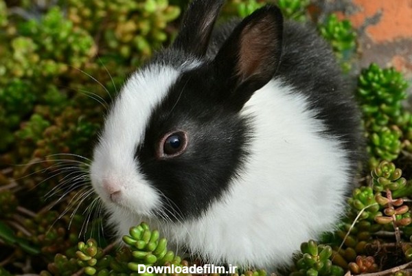 خرگوش سفید و مشکی چاق نشسته روی گیاهان سبز