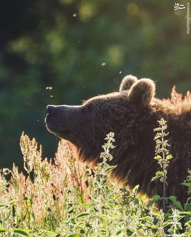 نگاه مظلومانه خرس قهوه‌ای+ عکس - مشرق نیوز