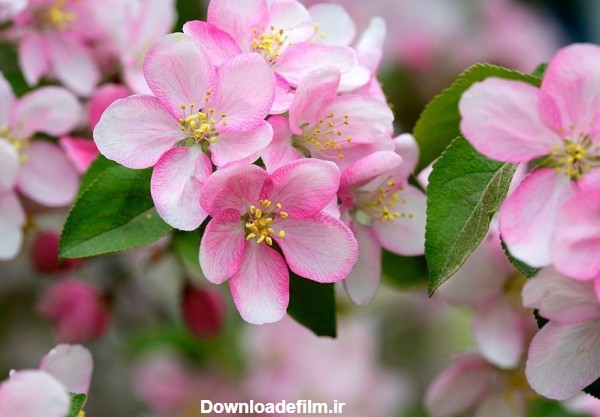 55 عکس با کیفیت و دیدنی شکوفه سیب بهاری