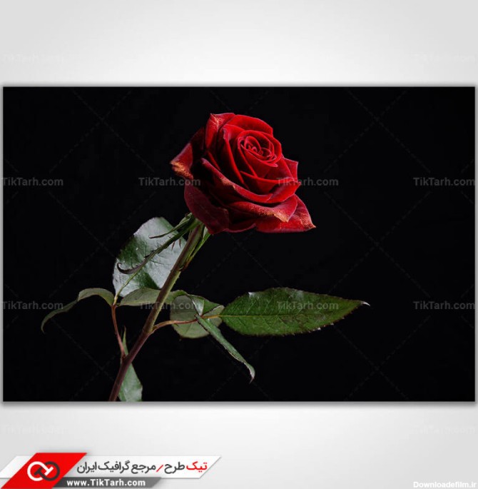 تصویر با کیفیت گل رز قرمز | تیک طرح مرجع گرافیک ایران