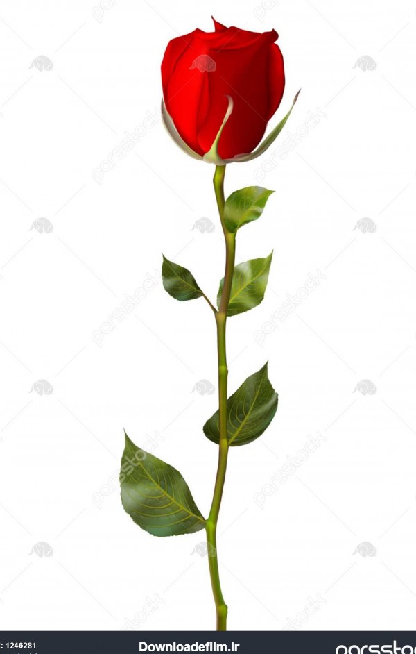 تک گل رز قرمز جدا شده در سفید eps 10 1246281