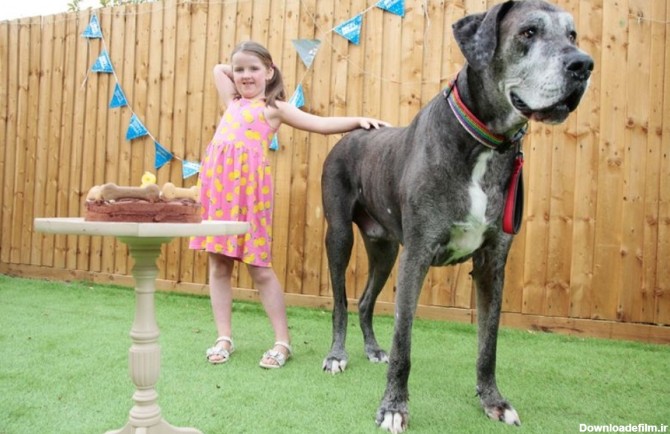 فردی» بزرگ ترین سگ دنیا رکورد جدیدی زد+ عکس | طرفداری