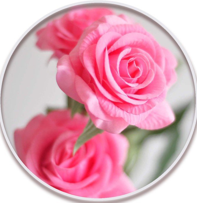 گل محمدی (Damask Rose)در نهالستان میرنیا