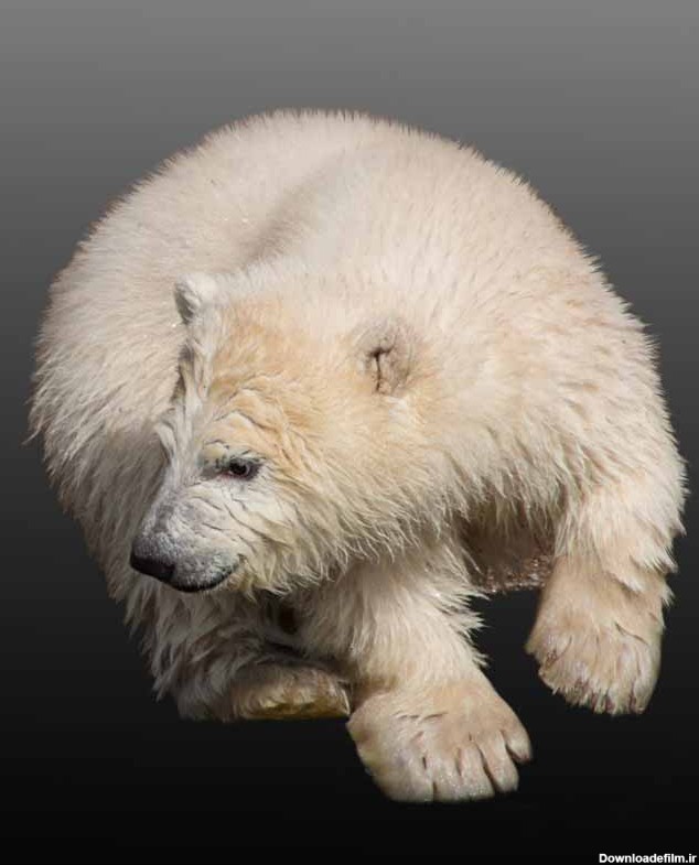 دانلود تصویر خرس قطبی وحشی