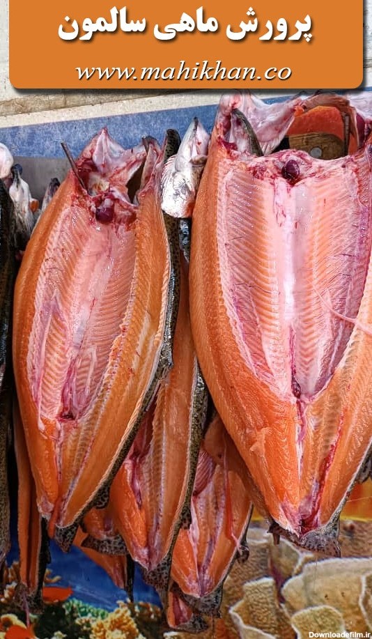 ماهی سالمون در بارداری | آیا مصرف ماهی در این دوران مفید است ...