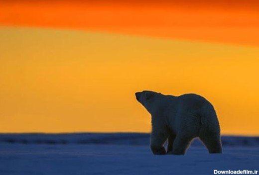 تصاویر شگفت انگیز از خرس های قطبی