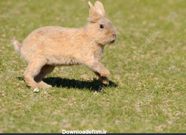 عکس حرکت خرگوش - عکس نودی