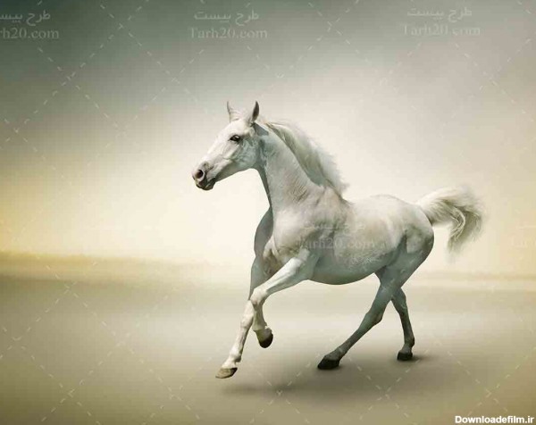 تصویر با کیفیت اسب سفید در غروب آفتاب - طرح 20