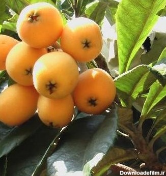 فروش نهال درخت میوه ازگیل ژاپنی