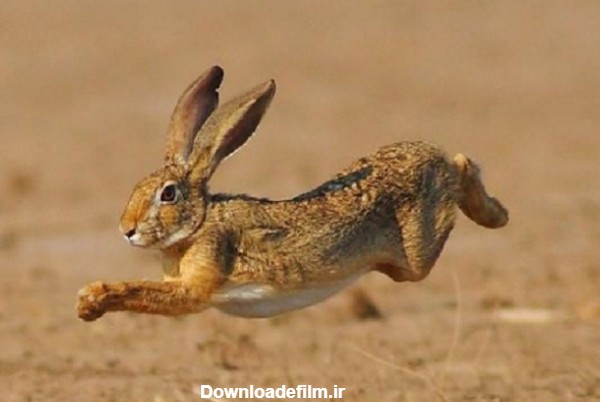 خرگوش قهوه ای چاق در حال جهیدن در یک دشت - کاهش وزن خرگوش