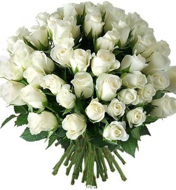 عکس گل رز سفید در انواع حالت های مختلف