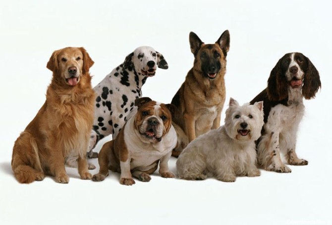 خصوصیات سگ ها و هرآنچه در مورد سگ ها با نژاد مختلف باید بدانید